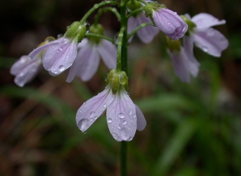 Cardamine pratensis  /  Crescione dei prati
